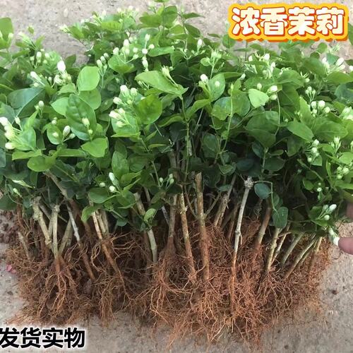 重瓣茉莉花苗带花苞可食用室内阳台清香绿植驱蚊好养花两年苗
