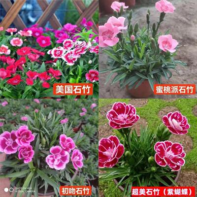 欧石竹粉贝庭院草坪四季开花耐寒