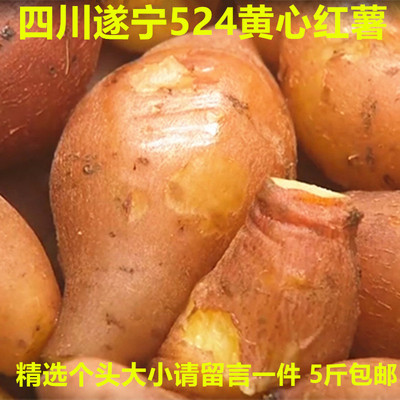 遂宁正宗老品种524红薯5斤装考红苕地瓜黄心精选个头新鲜蔬菜包邮