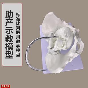 产妇助产骨盆模型生育示教模型女性骨盆Q婴儿头骨分娩教具