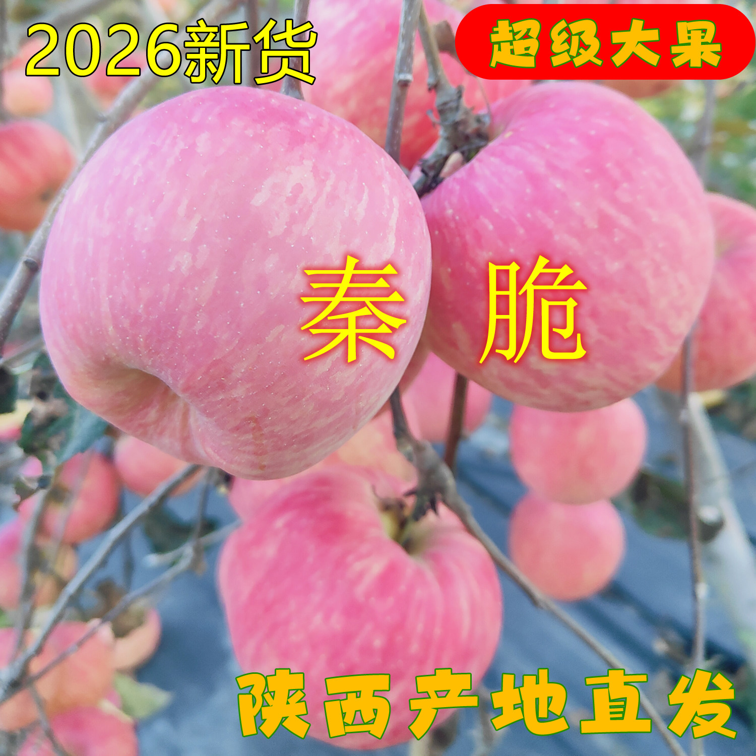陕西正宗秦脆苹果 超级大果 纯甜香脆当季现摘新鲜采摘皮薄汁多