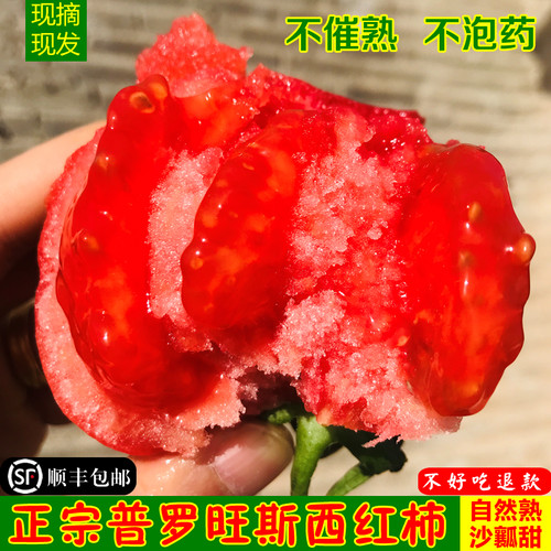 陕西泾阳普罗旺斯西红柿番茄