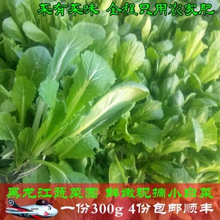 黑龙江蔬菜园新鲜小白菜东北嫩白菜叶蘸酱菜一份300g 4份包邮顺丰
