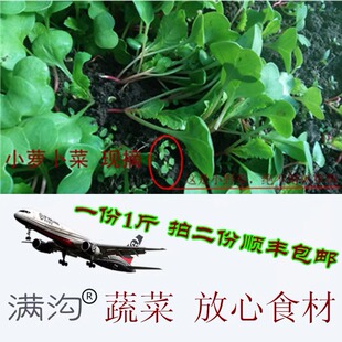 顺丰黑龙江蔬菜园新鲜小萝卜菜红根小萝卜樱子嫩绿蘸酱菜一份2斤