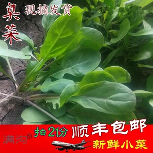 顺丰航空 黑龙江蔬菜园新鲜臭菜小菜 东北农家现摘鲜嫩蘸酱菜500g