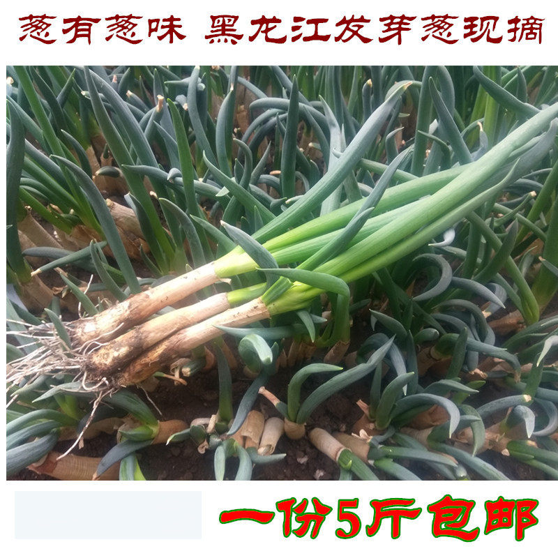 新鲜发芽葱东北特产小葱嫩葱食用农产品蘸酱菜打饭包用葱 一份5斤