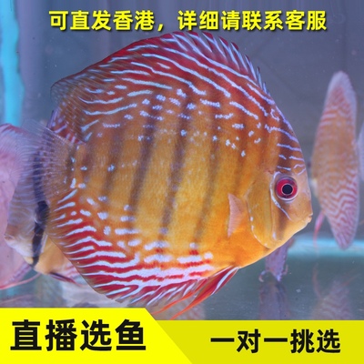 半皇室七彩神仙鱼热带淡水观赏鱼活体