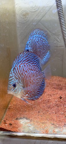 虎纹松石七彩神仙鱼活体自家繁殖包邮包活鱼场直销直播选鱼