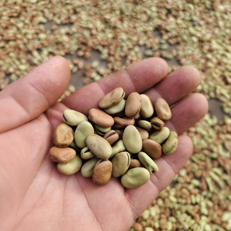 湖北农家老品种豌豆新鲜干豌豆蚕豆枯豌豆曲水豌豆干货胡豆罗汉豆