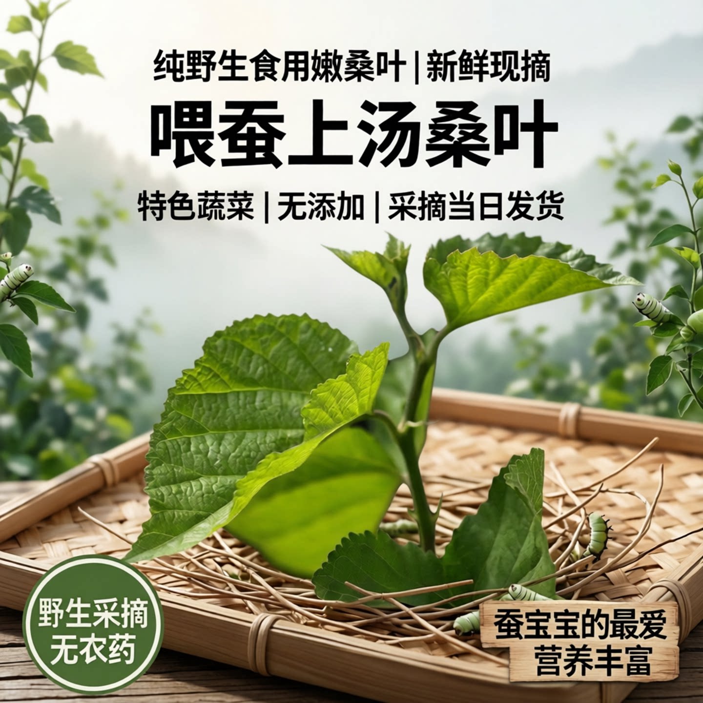 纯野生现摘嫩桑叶食用图片