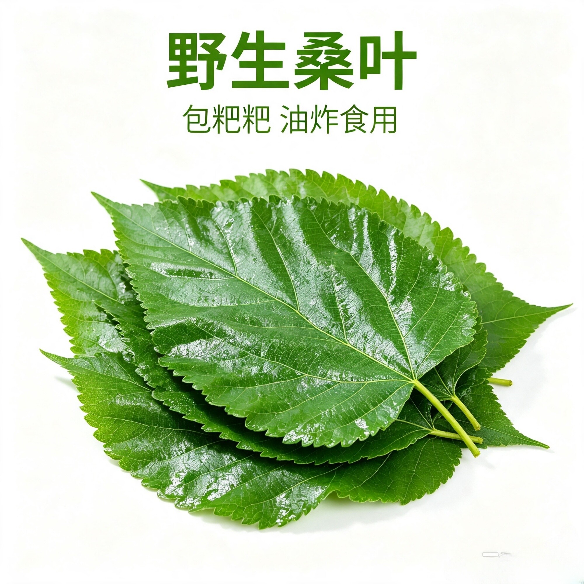 新鲜野生食用桑叶现摘包粑粑油炸图片