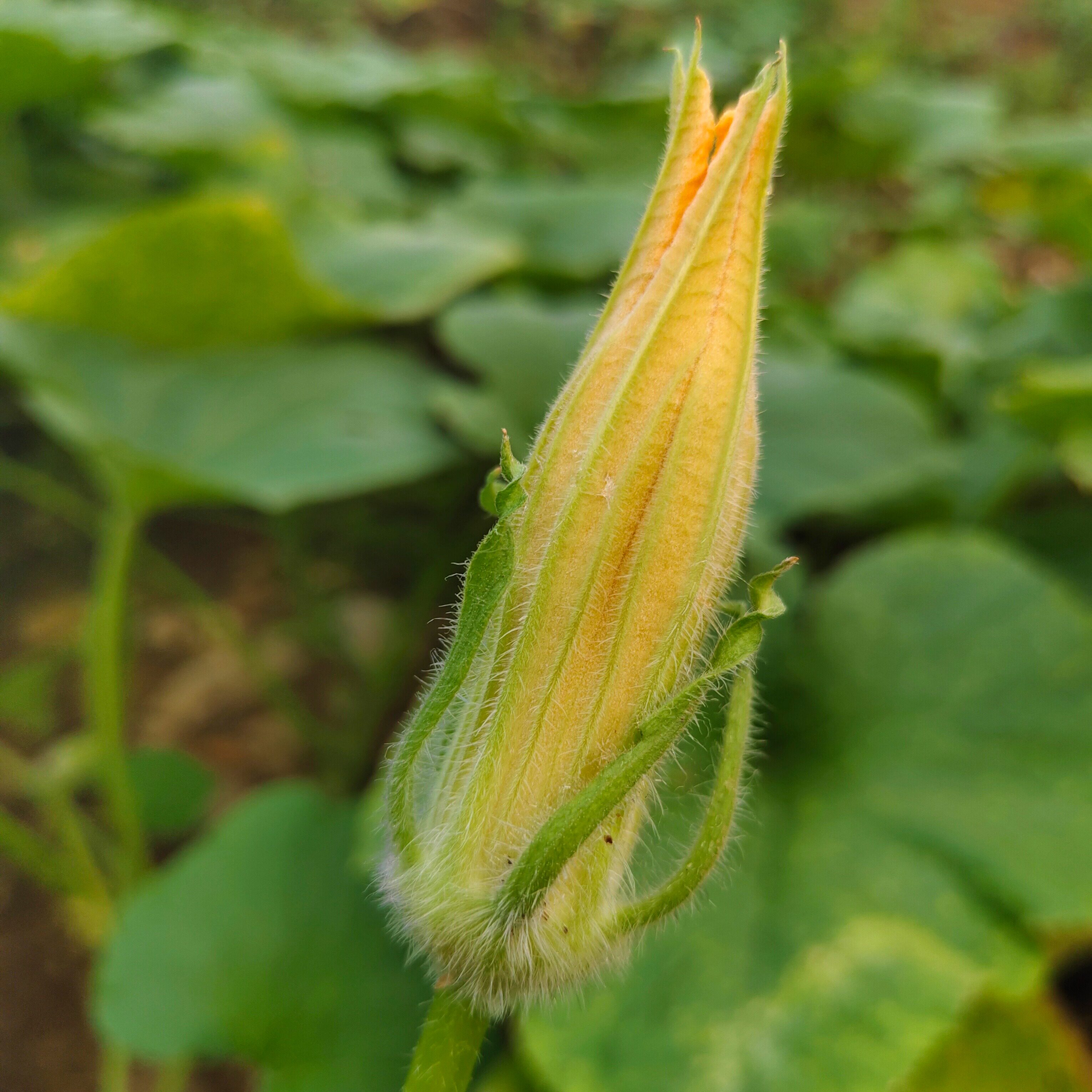 嫩南瓜花农家自种新鲜南瓜花食用南瓜花油炸南瓜花新鲜现摘南瓜花