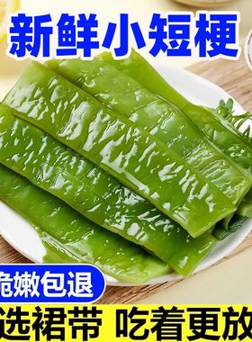 新鲜裙带菜梗段海白菜段