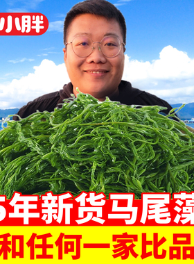 鞭炮笋长寿菜海草新鲜马尾藻海藻菜羊栖菜火锅食材批发商用5斤/箱