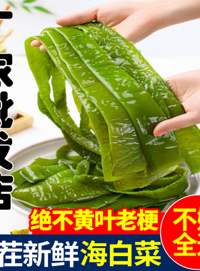 海白菜新鲜盐渍裙带菜梗段5斤商用半干货非即食海藻海带餐饮批发