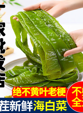 5斤整箱海白菜新鲜嫩裙带梗商用