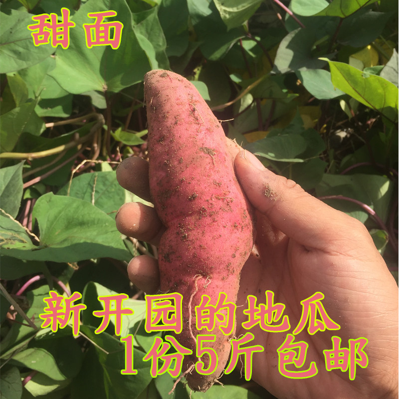 红薯新鲜现挖西瓜红蜜薯地瓜沙地糖心番薯农家自种小香薯山芋烟薯