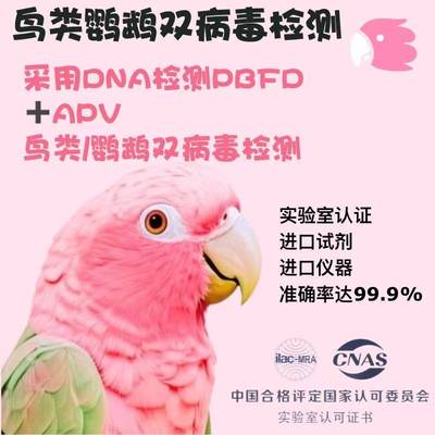 鹦鹉鸟类双病毒DNA检测