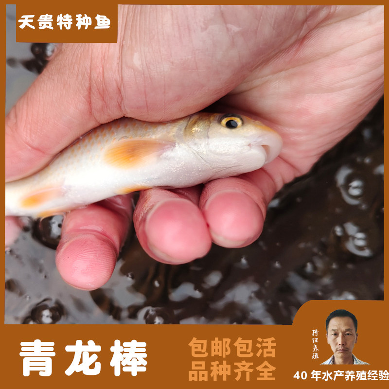 禹洋水产淡水鱼青龙棒华鲮桃花棒野鲮鱼渔场包邮包活规格齐品质好
