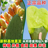 新鲜墨西哥米邦塔可食用仙人掌药用外敷生吃多肉盆栽植物嫁接陆龟
