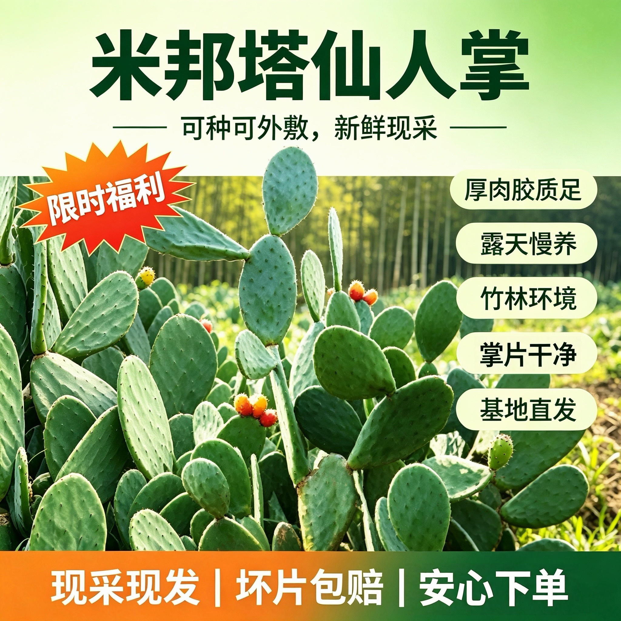 墨西哥米邦塔食用仙人掌多肉植物客厅阳台书房美化环境庭院种植