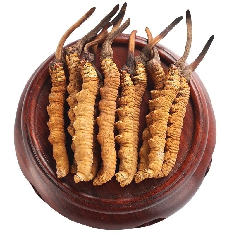 西藏冬虫夏草干货正宗正品新鲜虫草干货高海拔冬虫草礼盒