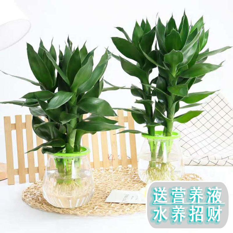 千颂水培竹子盆栽室内桌面绿植净化空气招财纳福好养活纯水观叶