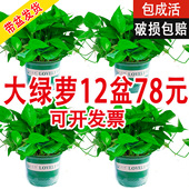 绿萝盆栽室内家有自吸水办公室绿植客厅净化空气自吸水大绿箩植物