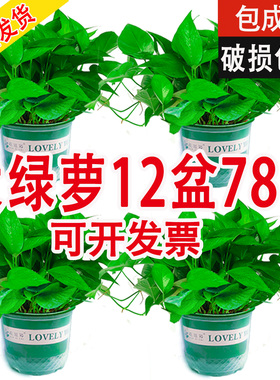 绿萝盆栽室内家有自吸水办公室绿植客厅净化空气自吸水大绿箩植物