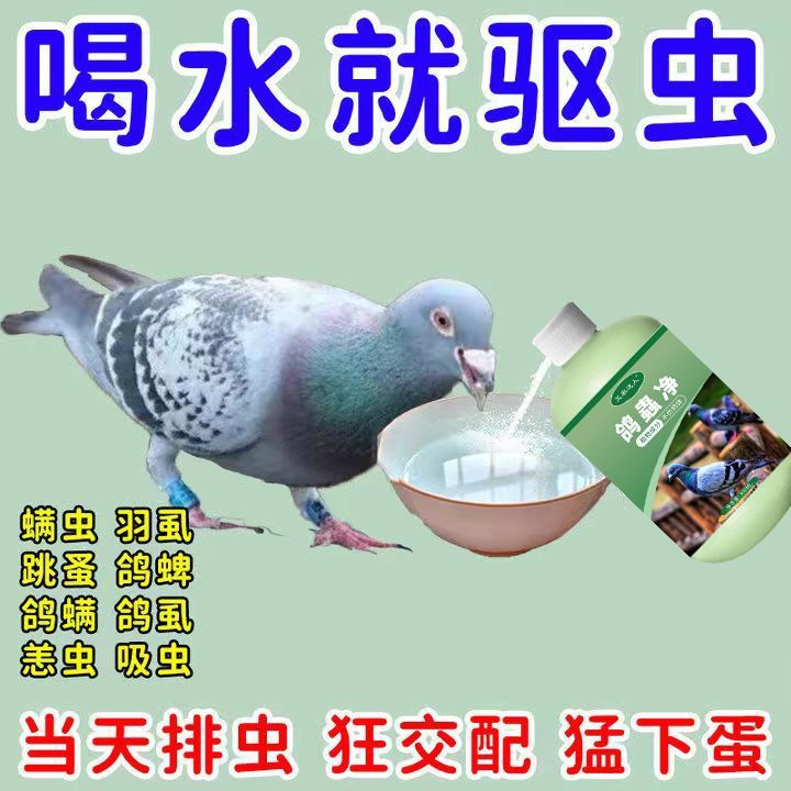 鸽虫清毛滴虫赛鸽信鸽肉