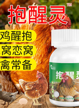 母鸡醒抱灵窝鸡用趴孵蛋