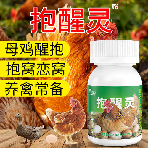 母鸡醒抱灵窝鸡用趴孵蛋