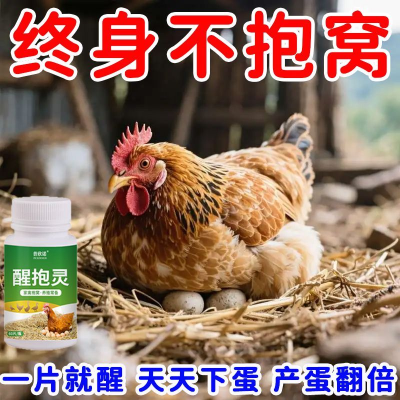 母鸡抱窝醒速效灵不让孵