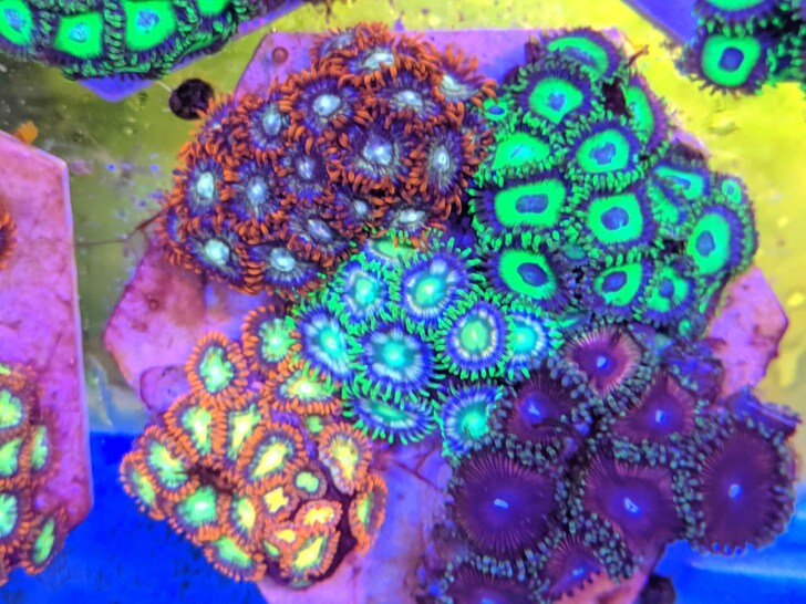 纽扣新款拼盘珊瑚海水活体品种