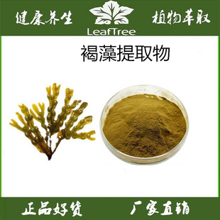褐藻提取物粉 褐藻糖胶 岩藻多糖50%褐藻粉 水溶褐藻萃取精华粉