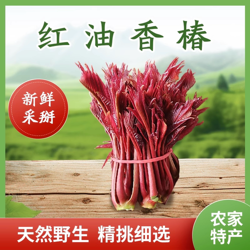 云南露天新鲜香椿芽当季头茬