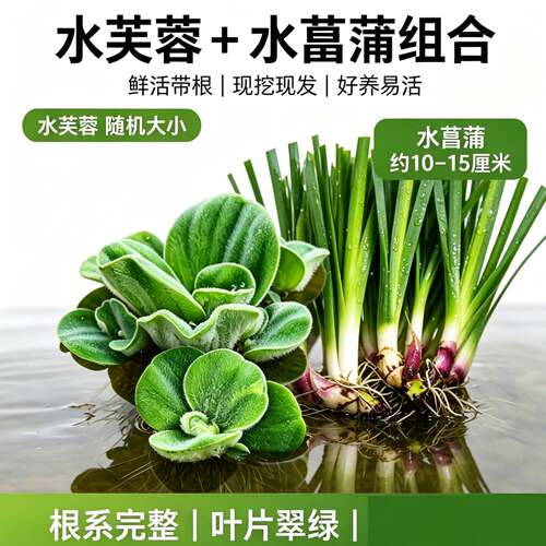古法生态缸造景水草水芙蓉搭配水菖蒲 养龟净水植物 龟缸遮阴水草