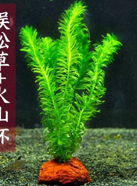 蜈蚣草水草植物养龟鱼草缸净水绿植新手养鱼绿菊鱼缸造景后景水草