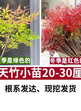 火焰南天竹盆栽树苗绿化室内老桩盆景庭院观叶花卉绿植红耐寒盆景