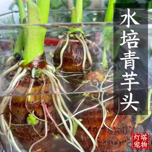 沼泽净化养龟过滤降氨氮青芋造景