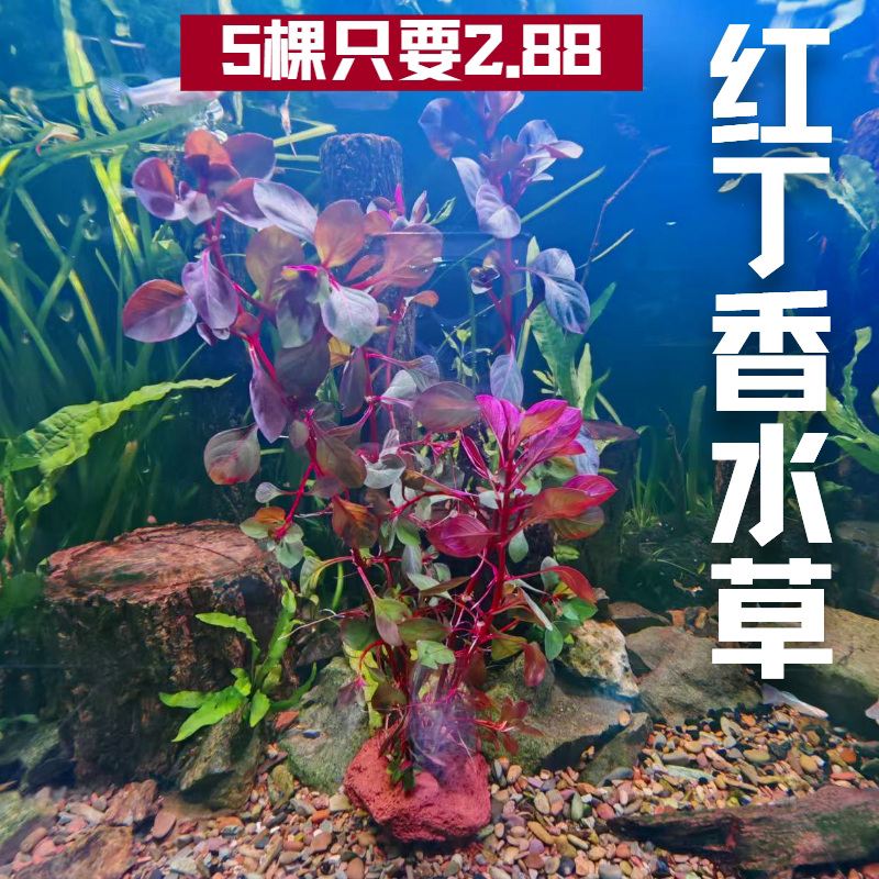 红丁香水草植物造景真草阴绿植蜈蚣草水榕懒人套餐装饰火山石水草