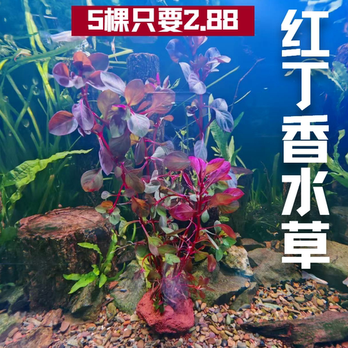 红丁香水草植物造景水草