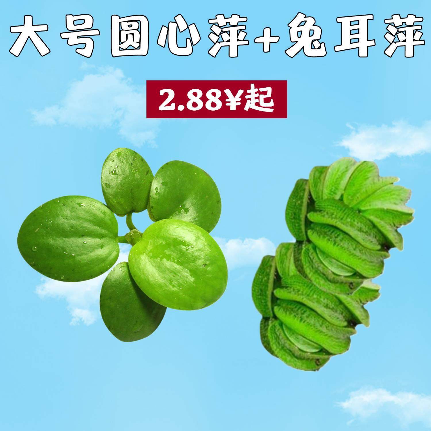 圆心萍浮萍水草植物鱼缸净化水生植物水质养鱼水培造景乌龟兔耳萍,宠物/宠物食品及用品,水草,淘宝优惠券,粉丝福利购,淘宝优惠卷