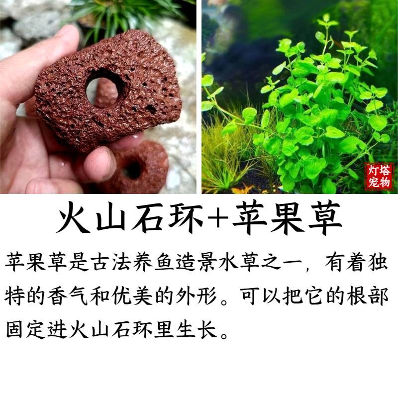 培菌水草打孔定植环培菌鱼缸造景