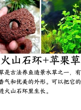 火山石定植环天然火山岩水草打孔火山石培菌鱼缸造景水草固定底座