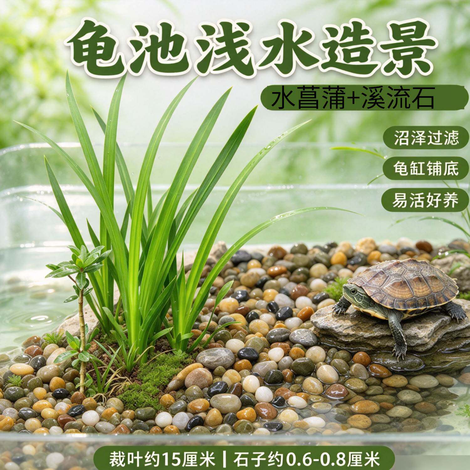 水菖蒲配溪流石 沼泽过滤专用 庭院水池龟缸盆栽净化水质