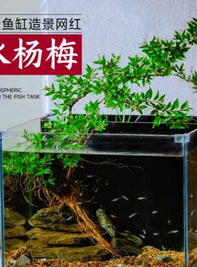 小微型活体水生盆栽水杨梅净化水