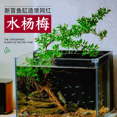小微型活体水生盆栽水杨梅净化水