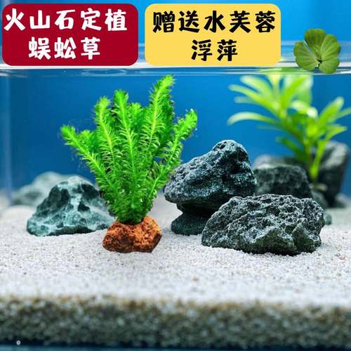 鱼缸水草植物真草造景火山石