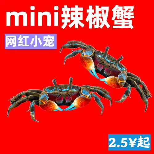 爬行迷你辣椒蟹活体宠物吃虫除藻